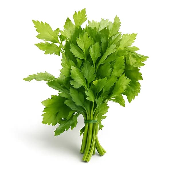 Сельдерей, листья