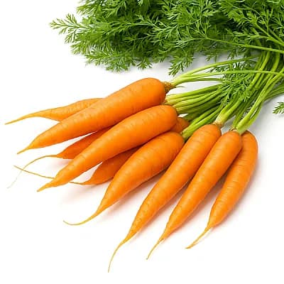 Морковь молодая с ботвой