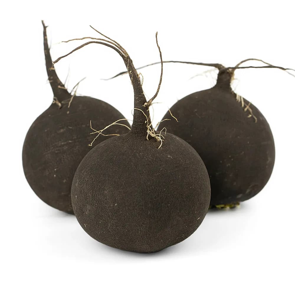 Редька черная